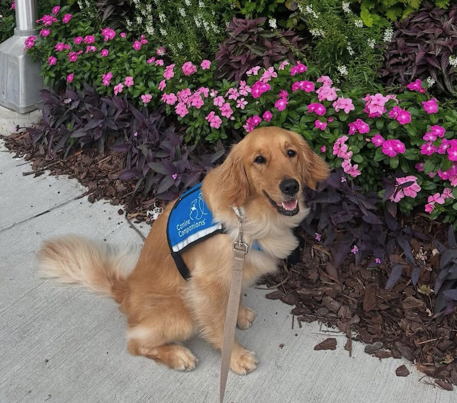 Steffi wearing a blue service dog vest sits on a sidewalk in front of a lush garden bed with pink flowers and green foliage, looking up with an open-mouthed, happy expression.